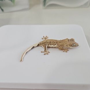 크림 팬텀 릴리화이트