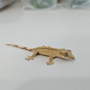 노멀 옐로우 브린들