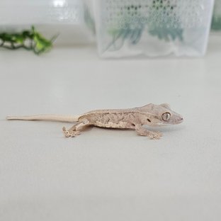 크림 팬텀 릴리화이트