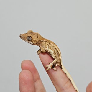 크림 릴리화이트