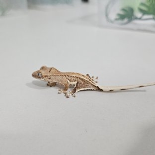 크림 릴리화이트