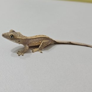 노멀 크림시클