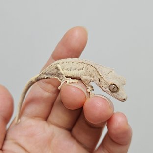 크림 릴리화이트