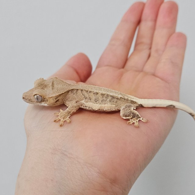 크림 팬텀 릴리화이트