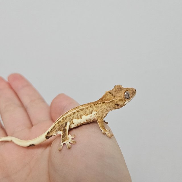 크림 릴리화이트