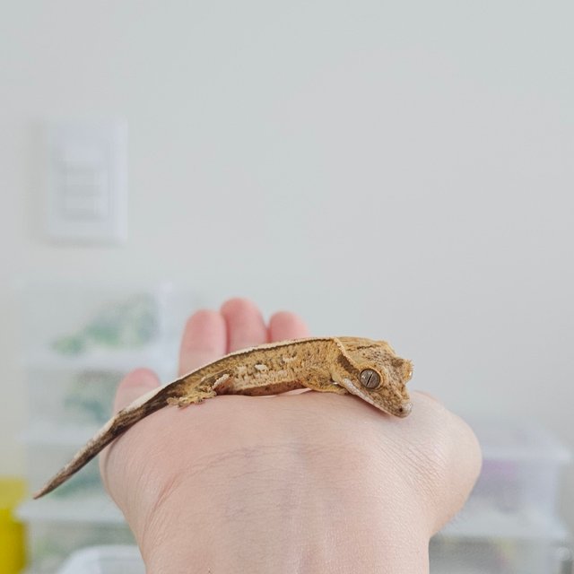 노멀 크림 크림시클