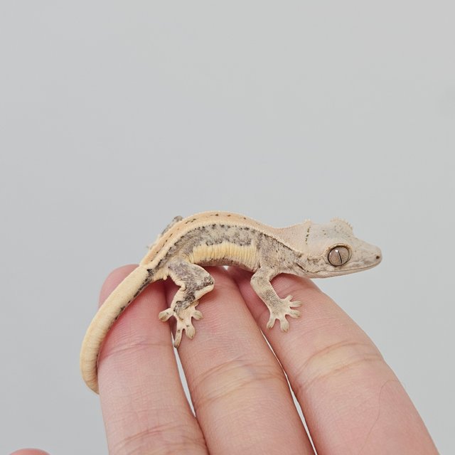 크림 릴리화이트