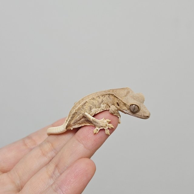 크림 팬텀 릴리화이트