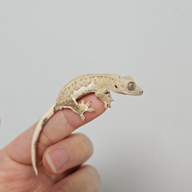 크림 릴리화이트