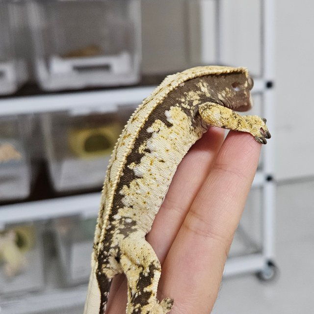 노멀 드리피 화이트스팟