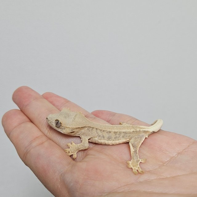 크림 팬텀 릴리화이트