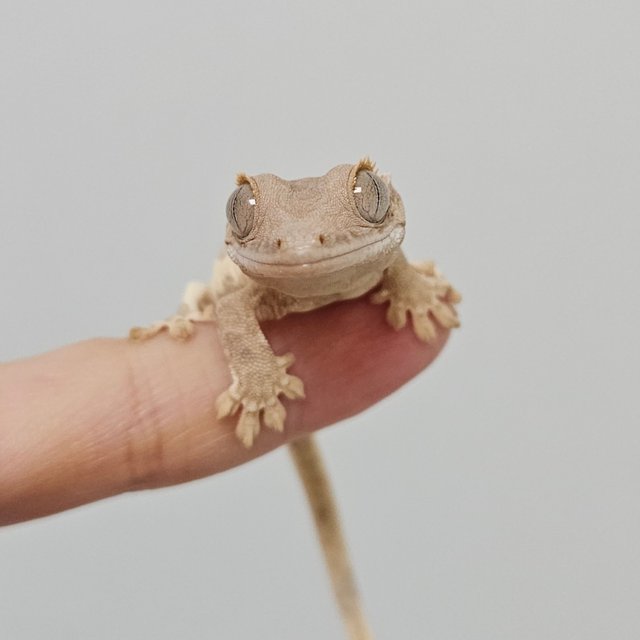 크림 팬텀 릴리화이트