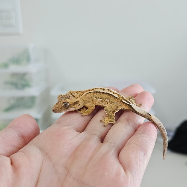 노멀 크림 크림시클