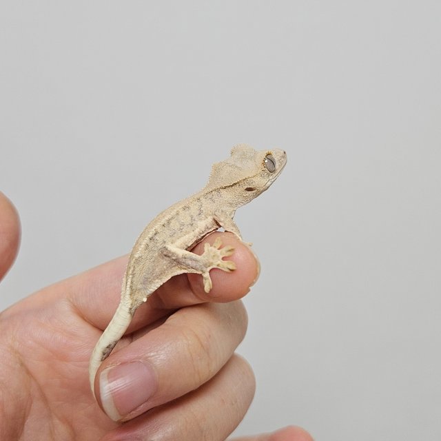 크림 팬텀 릴리화이트