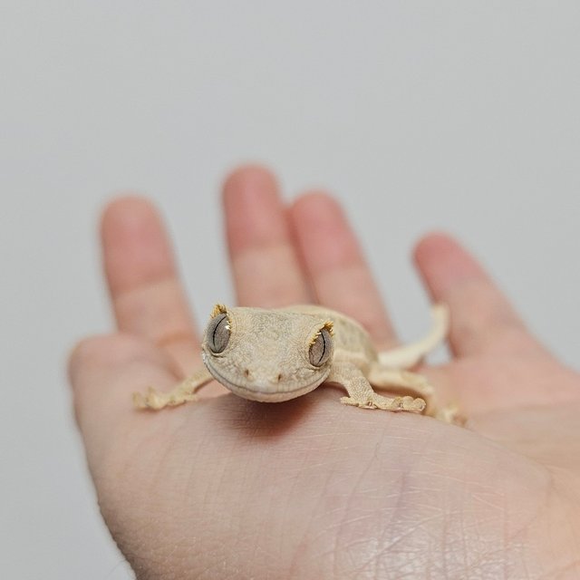 크림 팬텀 릴리화이트