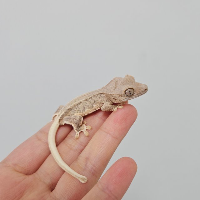 크림 팬텀 릴리화이트