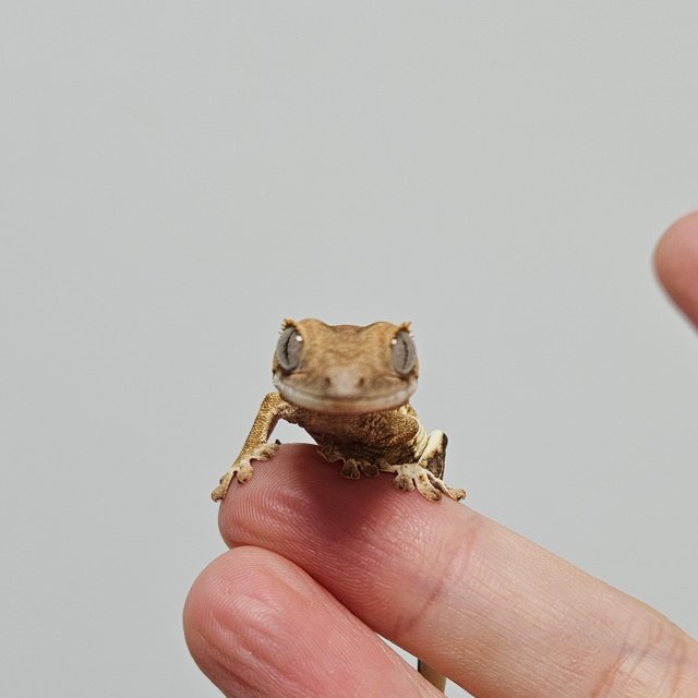 크림 릴리화이트