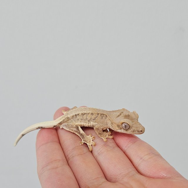 크림 팬텀 릴리화이트