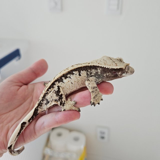 노멀 드리피 화이트스팟