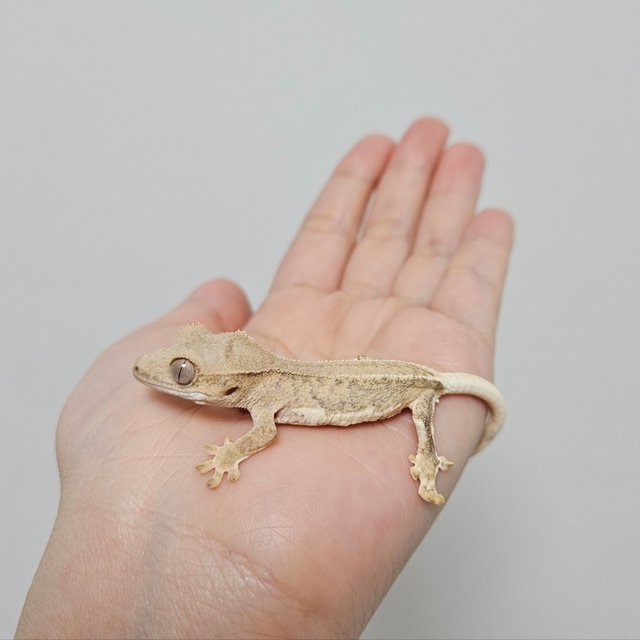 크림 팬텀 릴리화이트