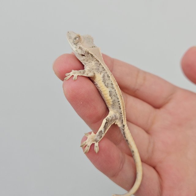 크림 릴리화이트