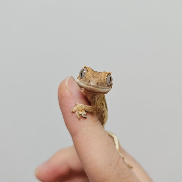 크림 릴리화이트