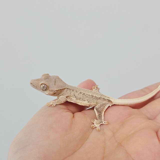 크림 팬텀 릴리화이트