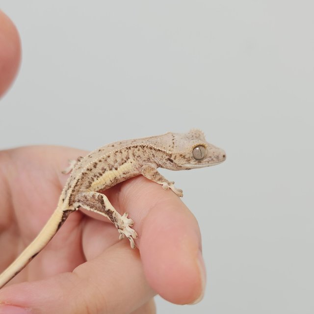 크림 릴리화이트