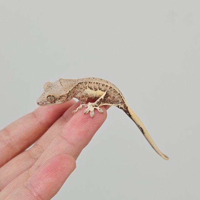 크림 릴리화이트