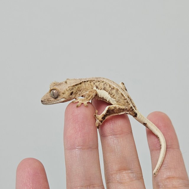 크림 릴리화이트