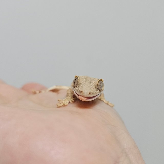 크림 팬텀 릴리화이트