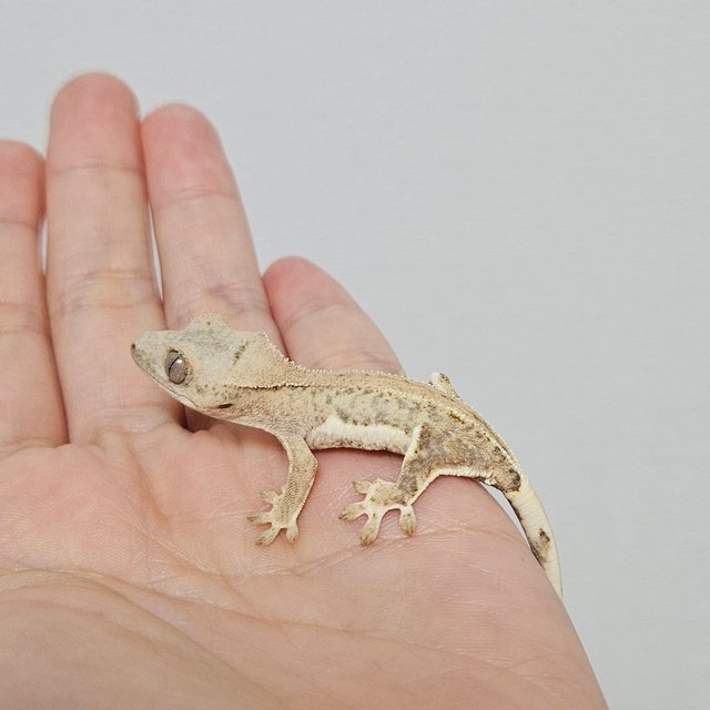 크림 릴리화이트