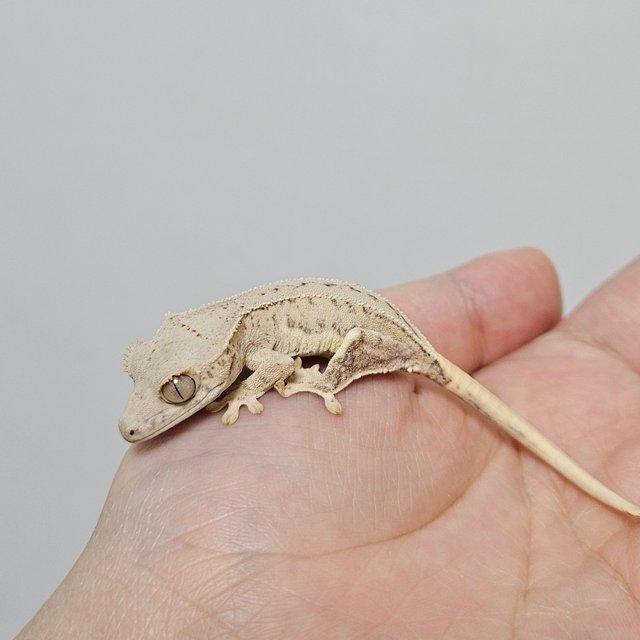 크림 릴리화이트