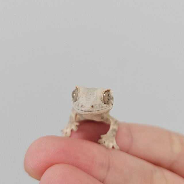 크림 릴리화이트