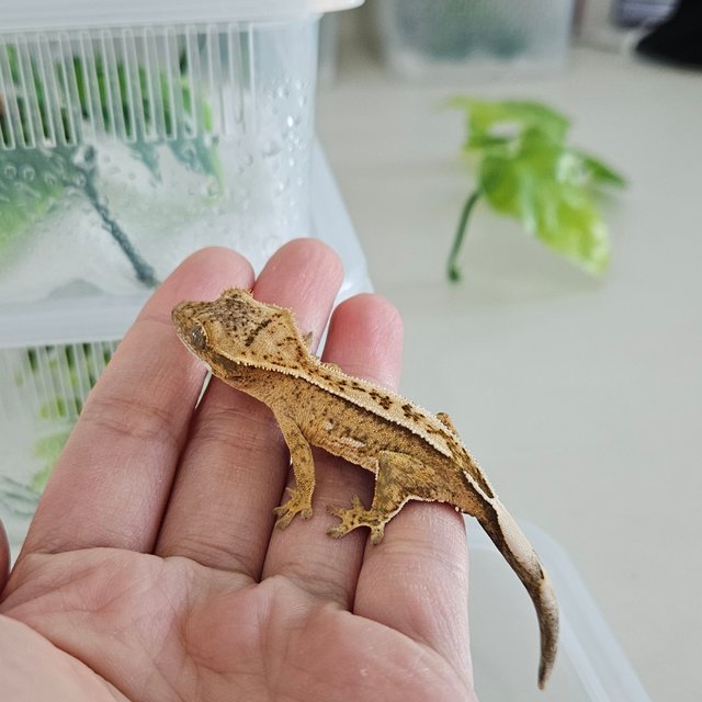 노멀 크림 크림시클