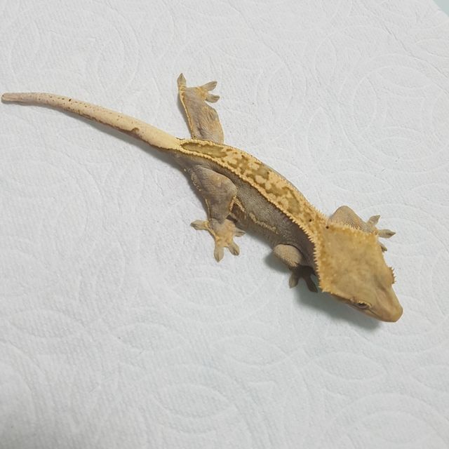 100%헷아잔틱