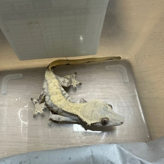 익스트림할리퀸