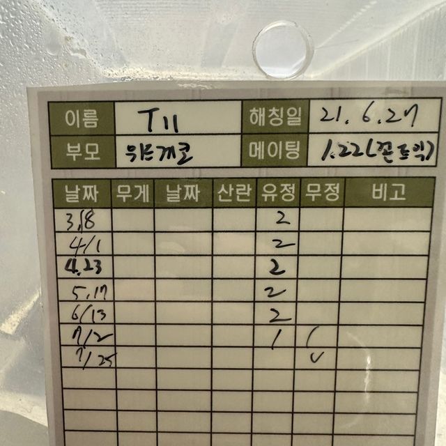 익스트림할리퀸