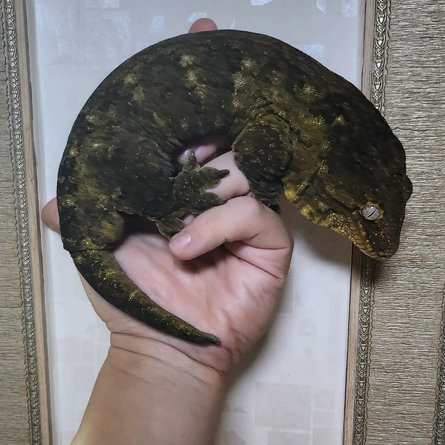 다크 야테 GT