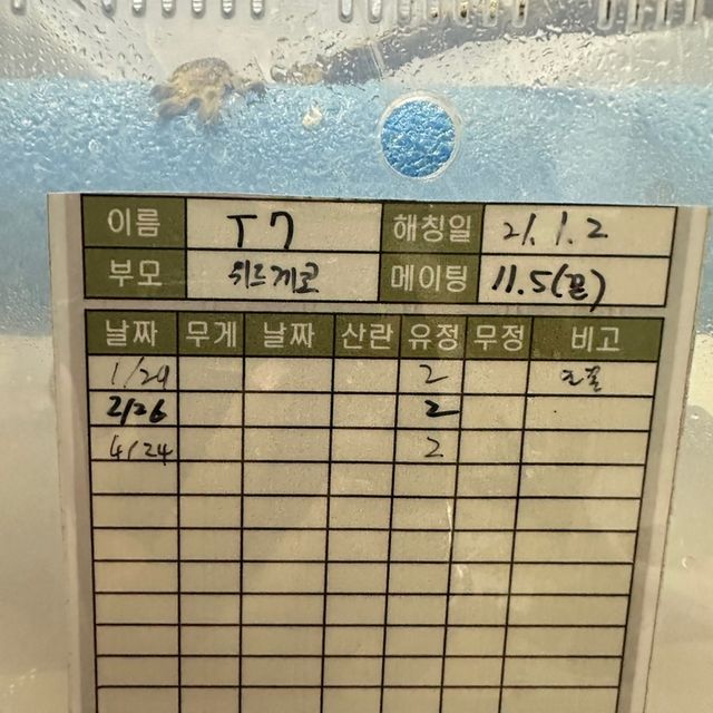 익스트림할리퀸