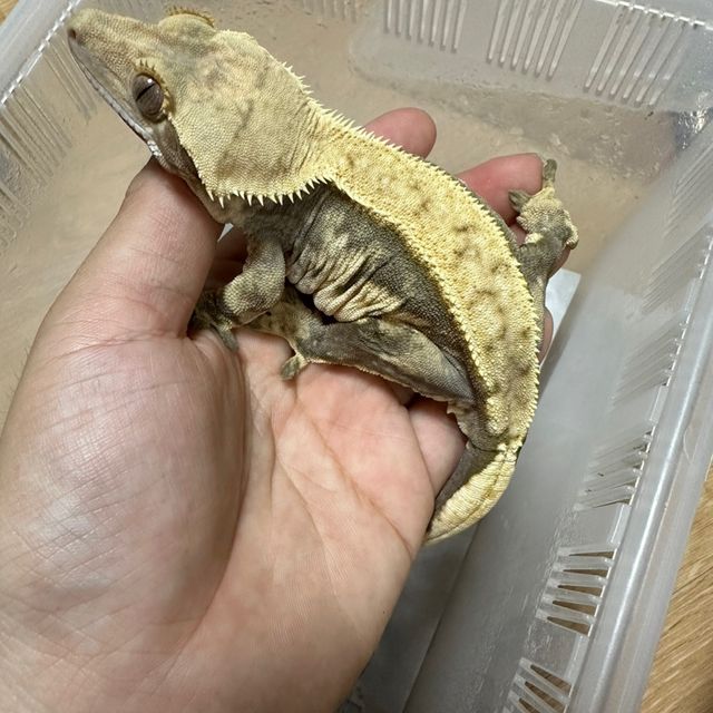 쿼드