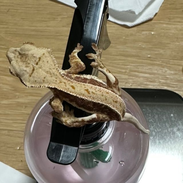 릴리화이트 레드