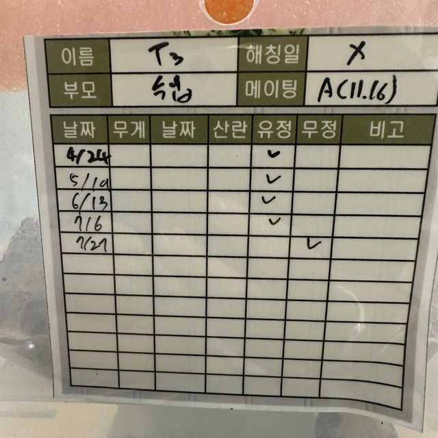 익스트림할리퀸
