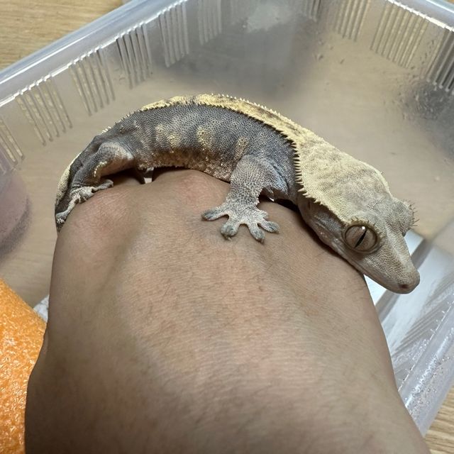 익스트림할리퀸