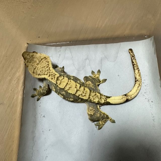 익스트림할리퀸