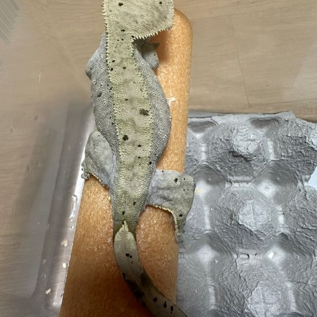 챠콜