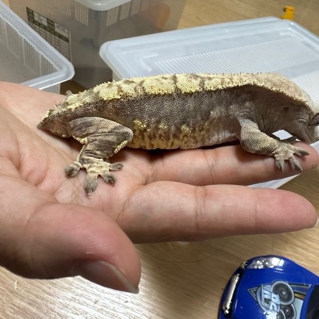 익스트림할리퀸