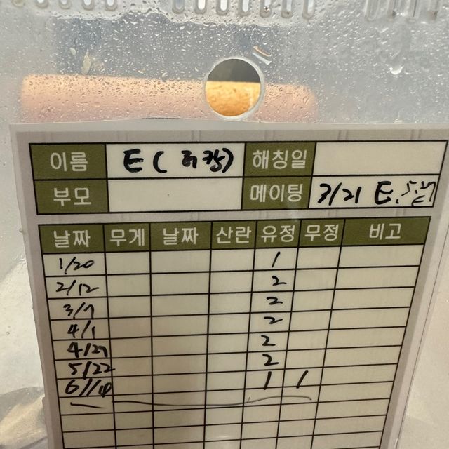익스트림할리퀸