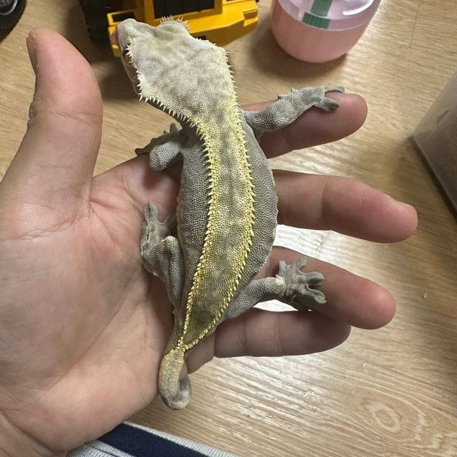 익스트림할리퀸 풀핀 다크