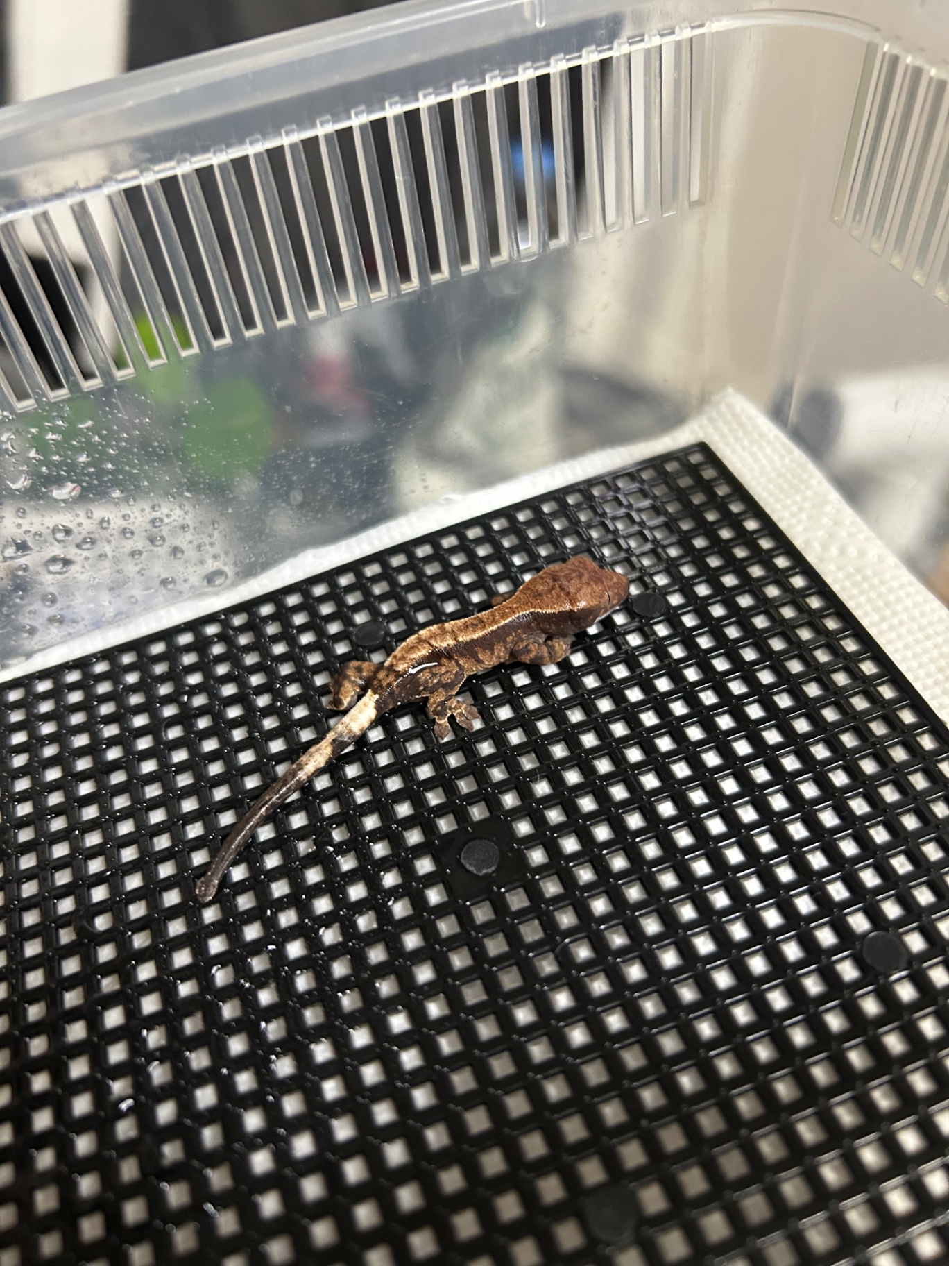 피융